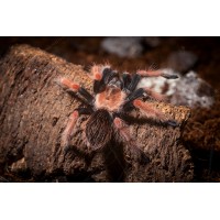 Tarántula de patas rojas - Brachypelma boehmei